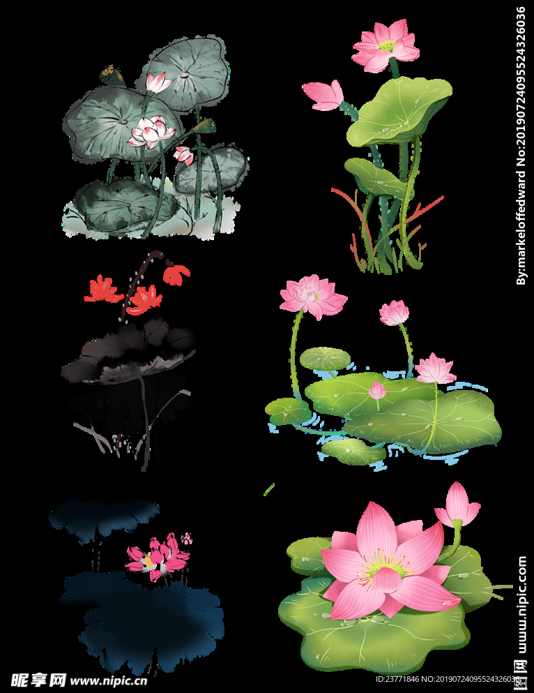 荷花