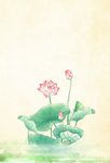 荷花背景