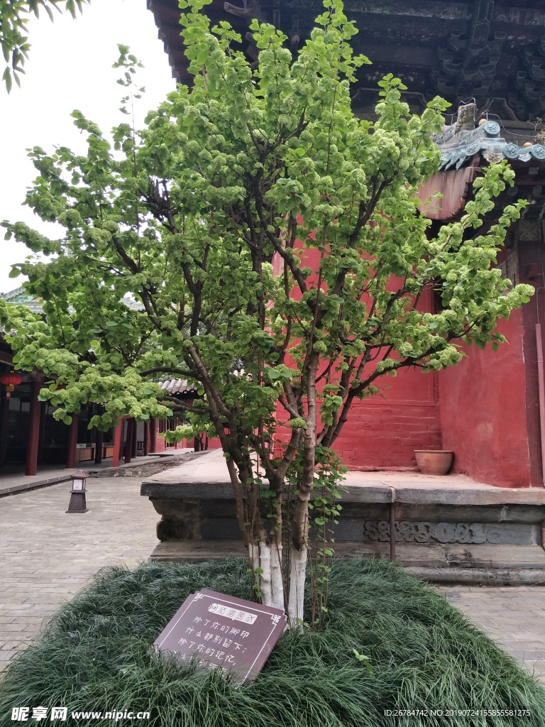 绿绣球花