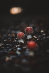 背景图