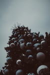 水果
