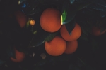 水果