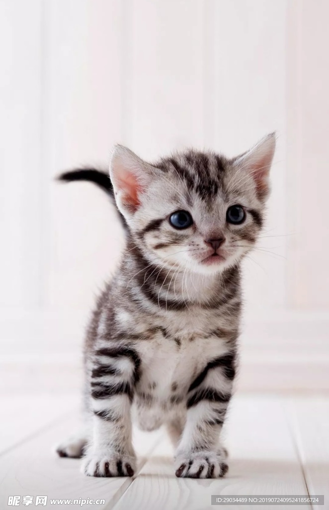猫咪 猫猫 可爱 宠物 萌宠