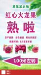 红心火龙果熟啦