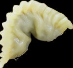 状元饺图标素材