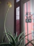 芦荟