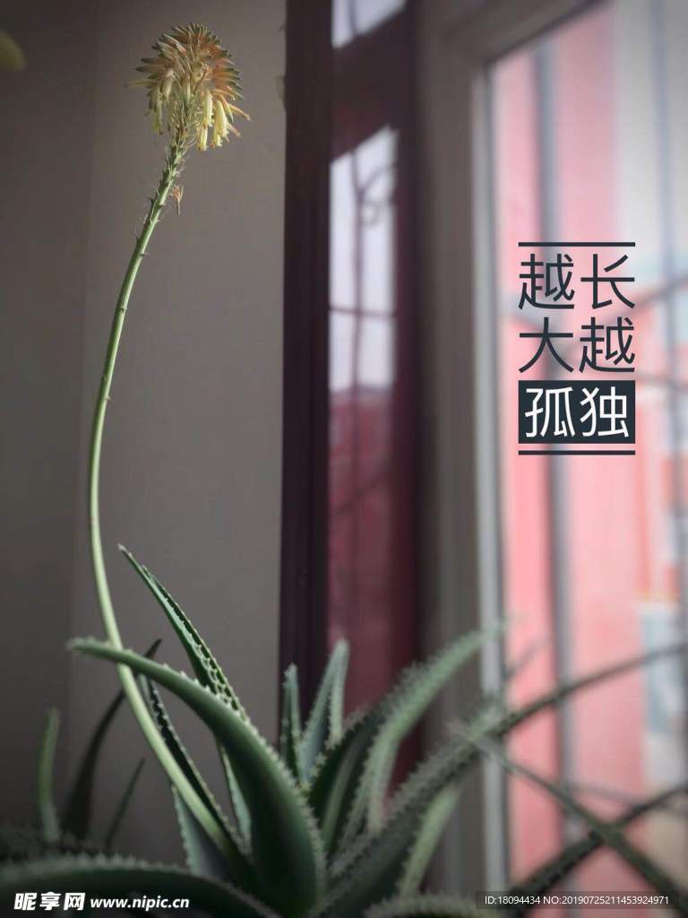 芦荟
