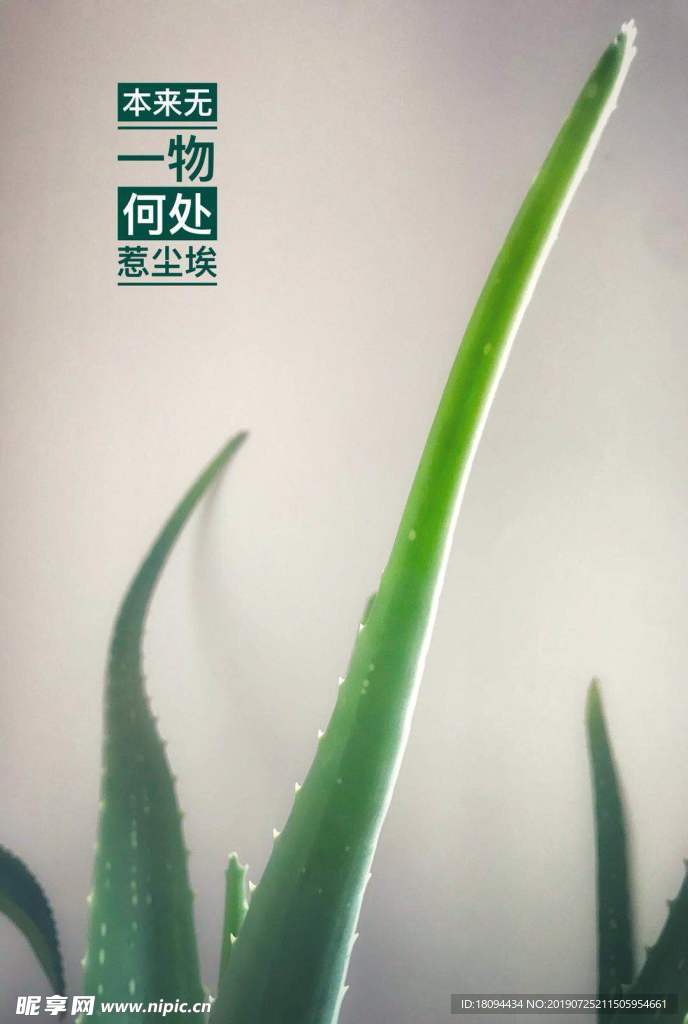 芦荟