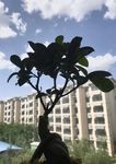 榕树