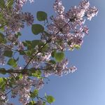 丁香花