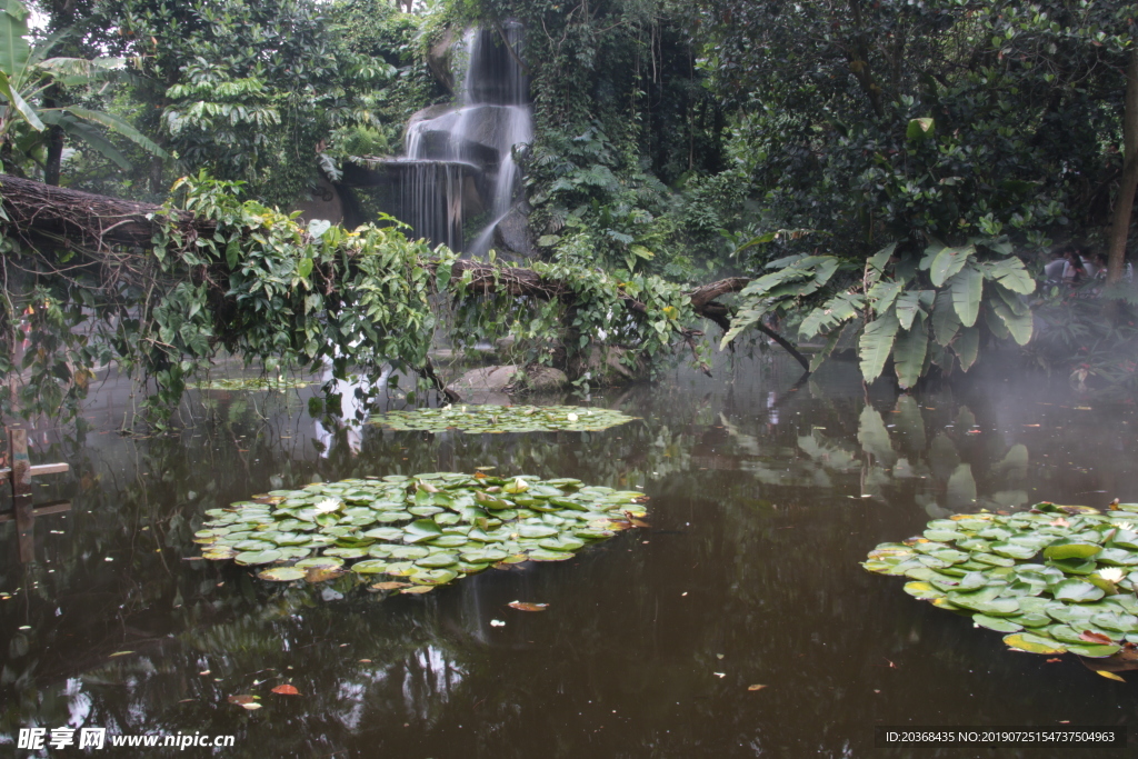 厦门植物园热带雨林区瀑布