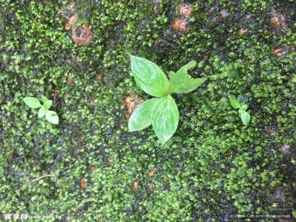 苔藓上的小草