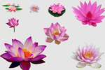莲花