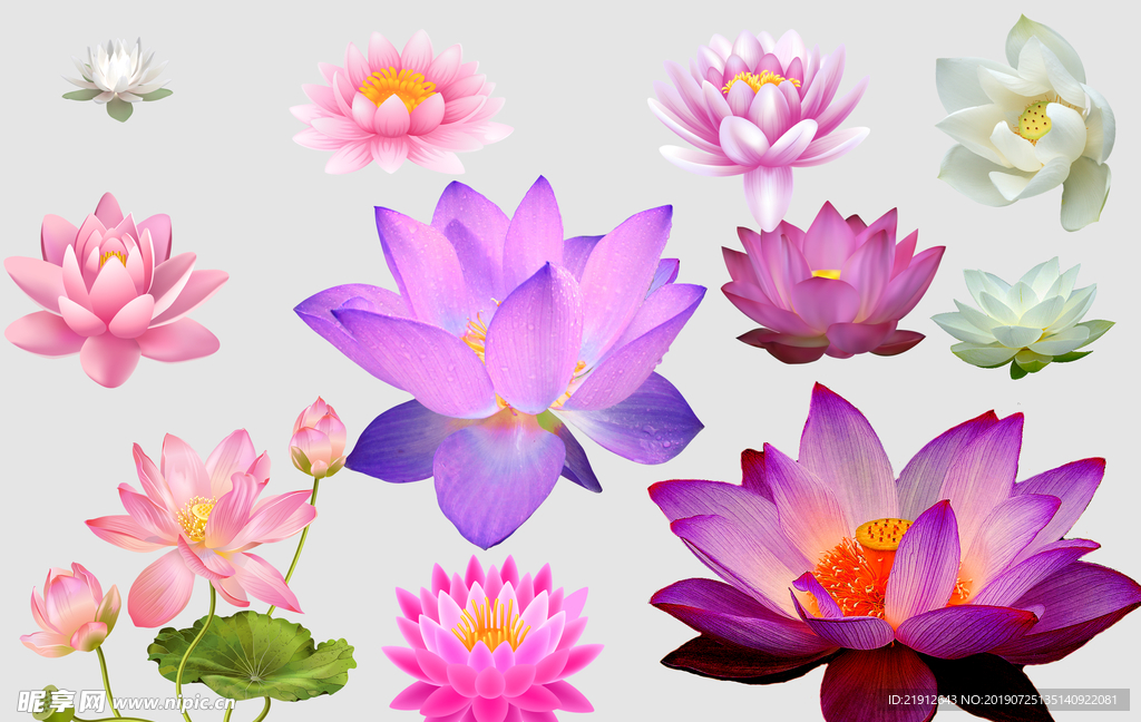 莲花