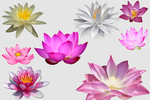 莲花