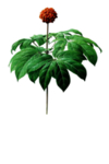 田七