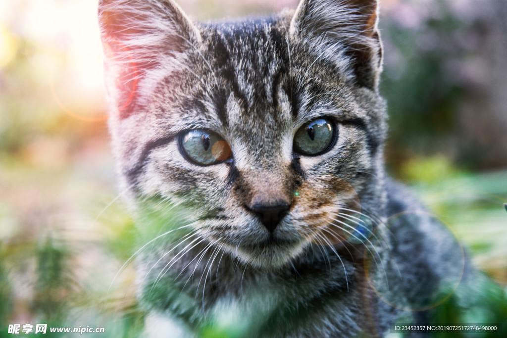 猫