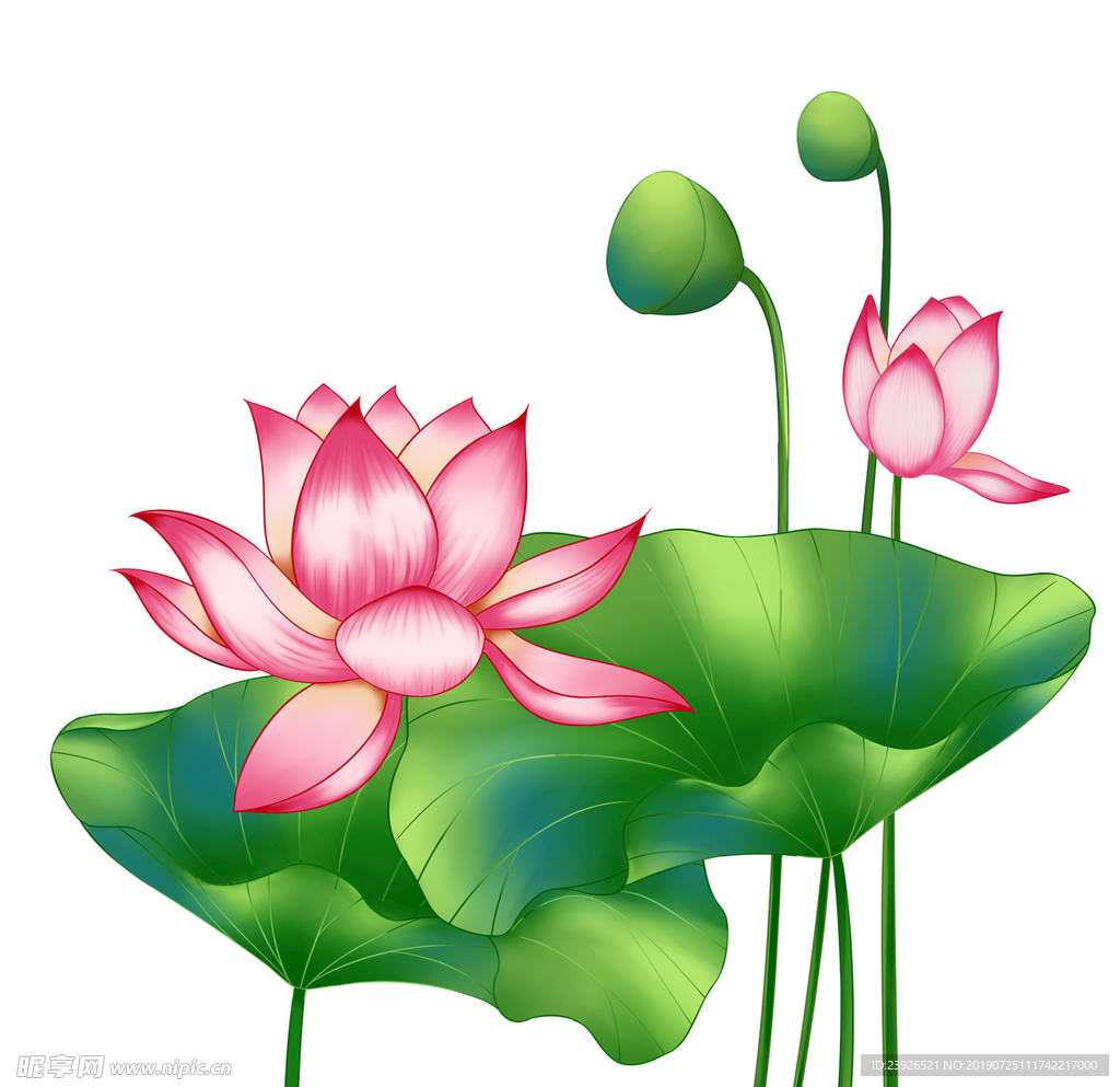 莲花