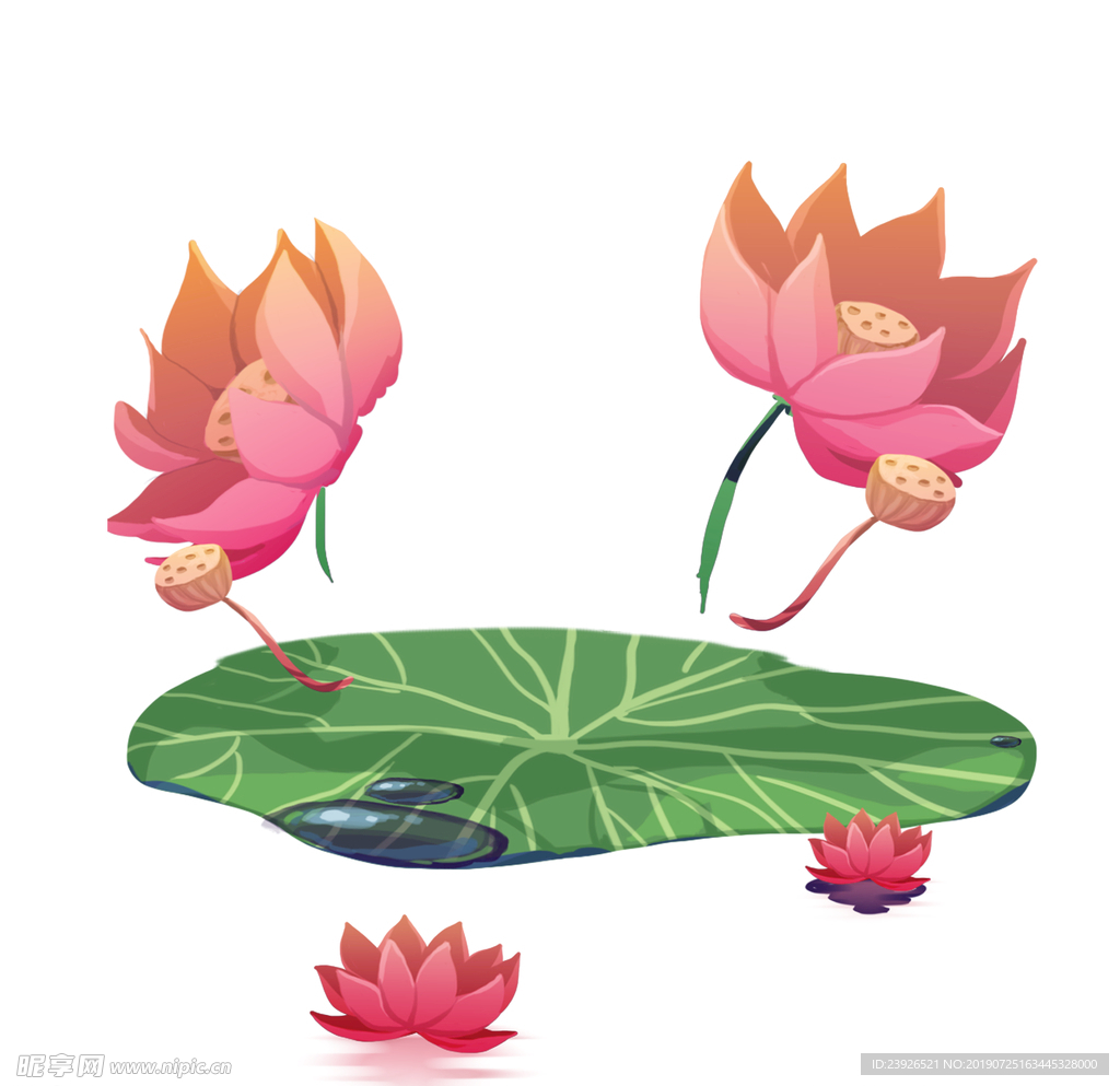 莲花