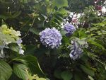 绣球花