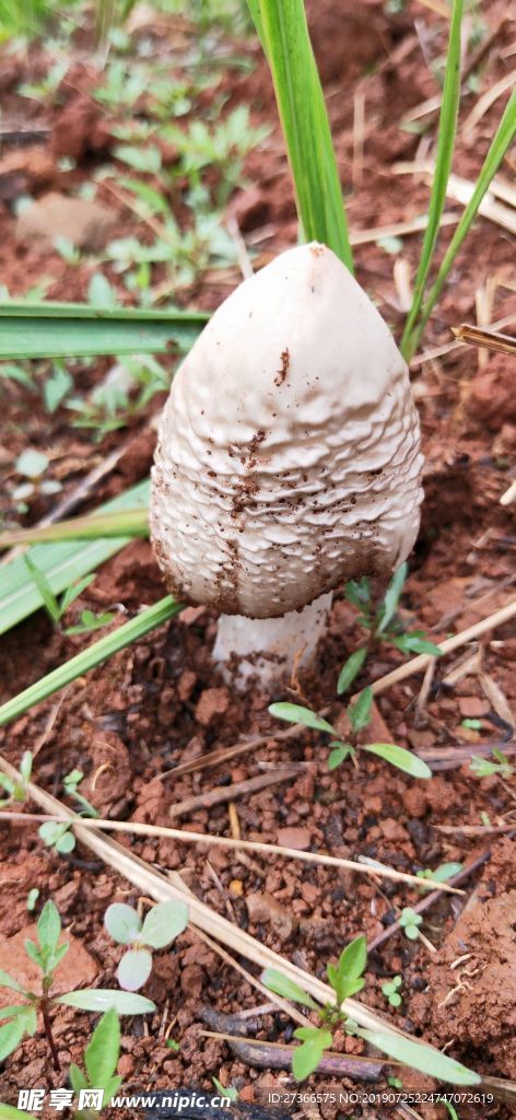 鸡枞菌