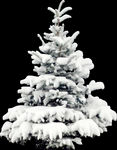 雪树