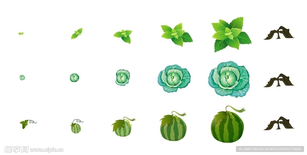 植物生长过程