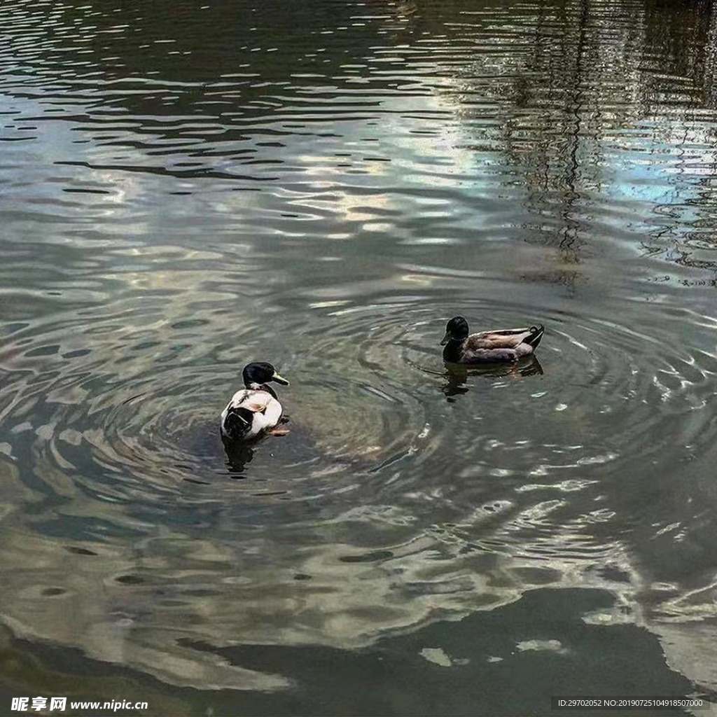 鸳鸯戏水
