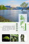 新西兰植物海报设计