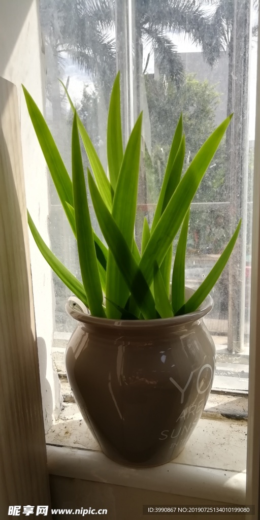 花草
