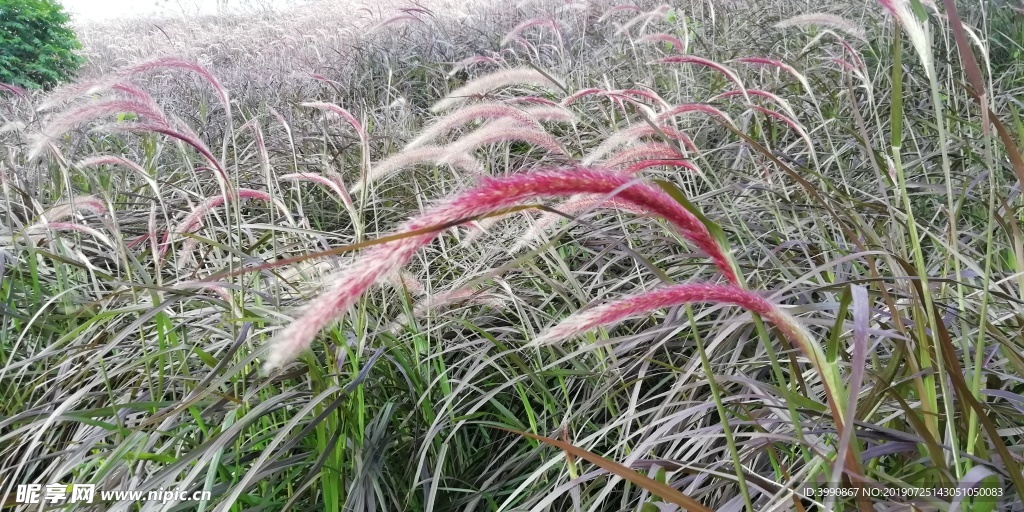 花草