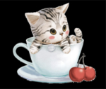 小猫