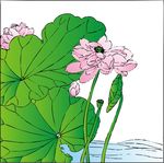 荷花