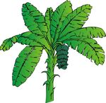 香蕉
