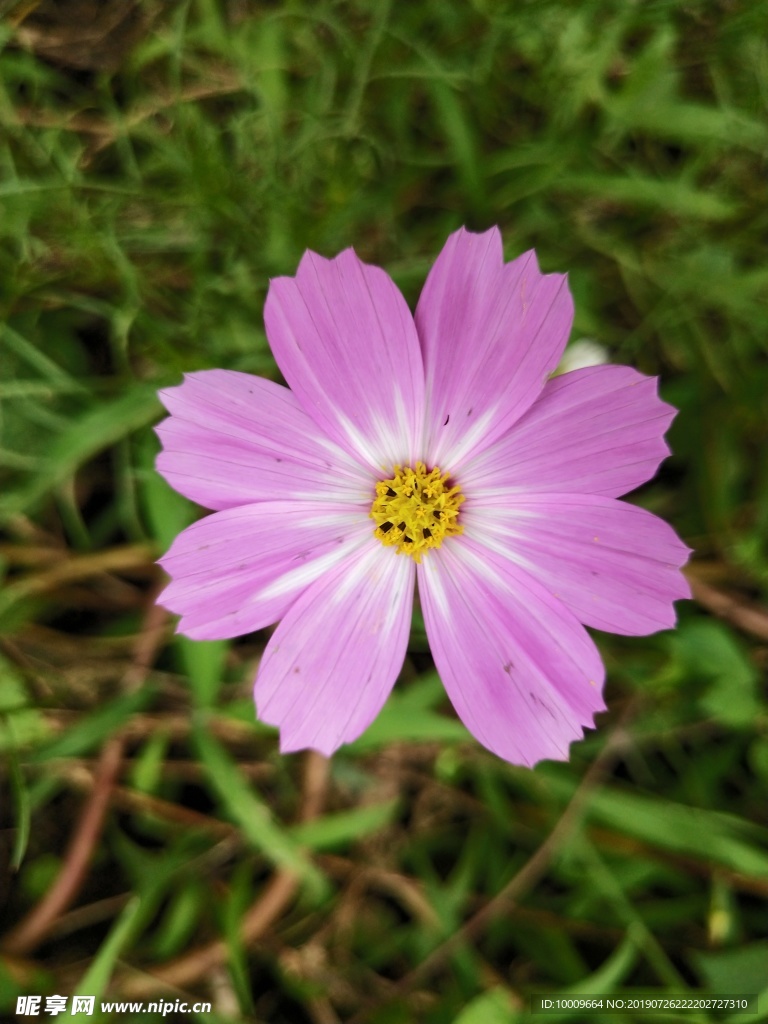 格桑花