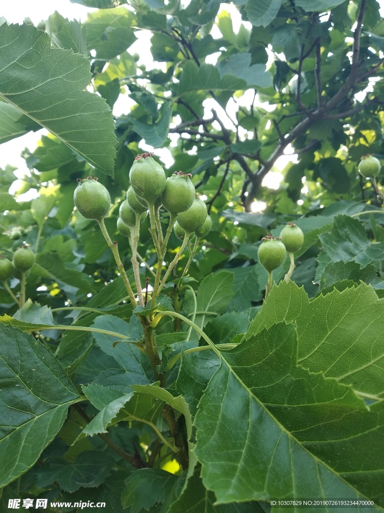 山楂树 小山楂