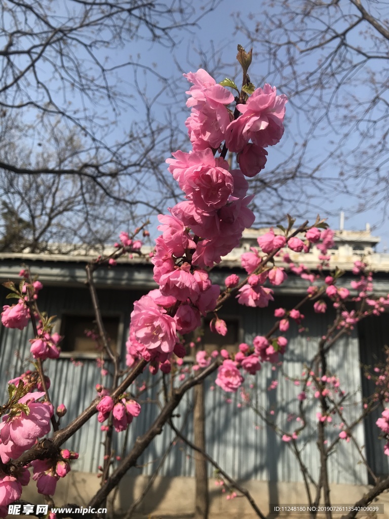 桃花
