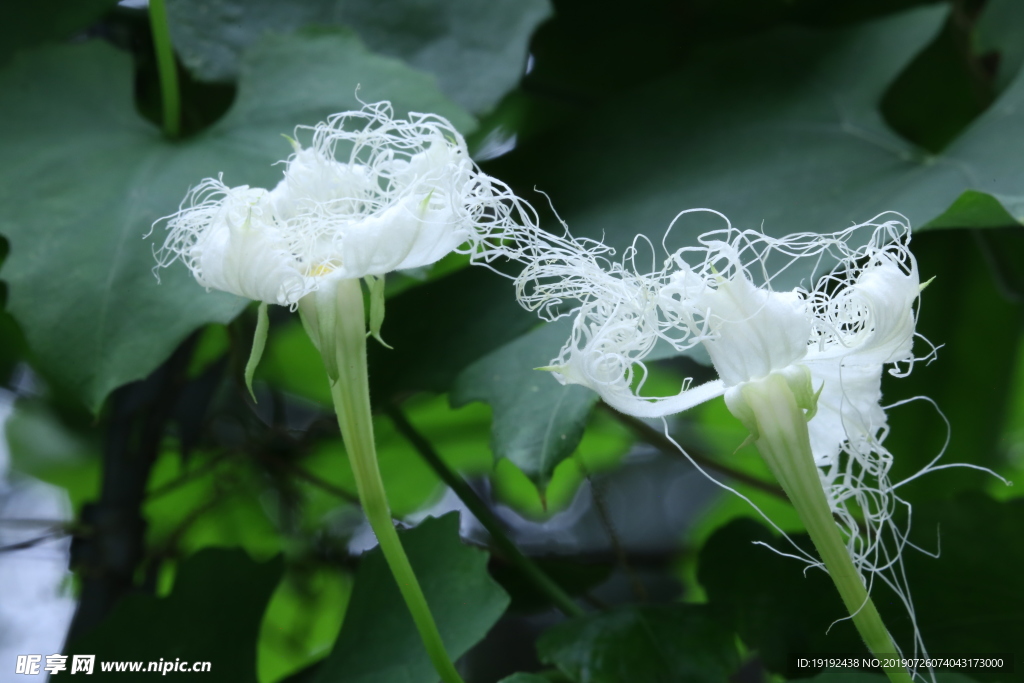 瓜蒌花