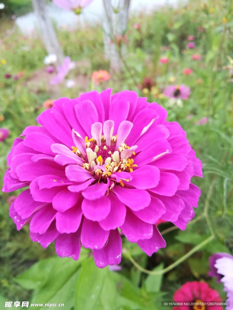 紫花