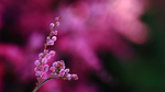 鲜花