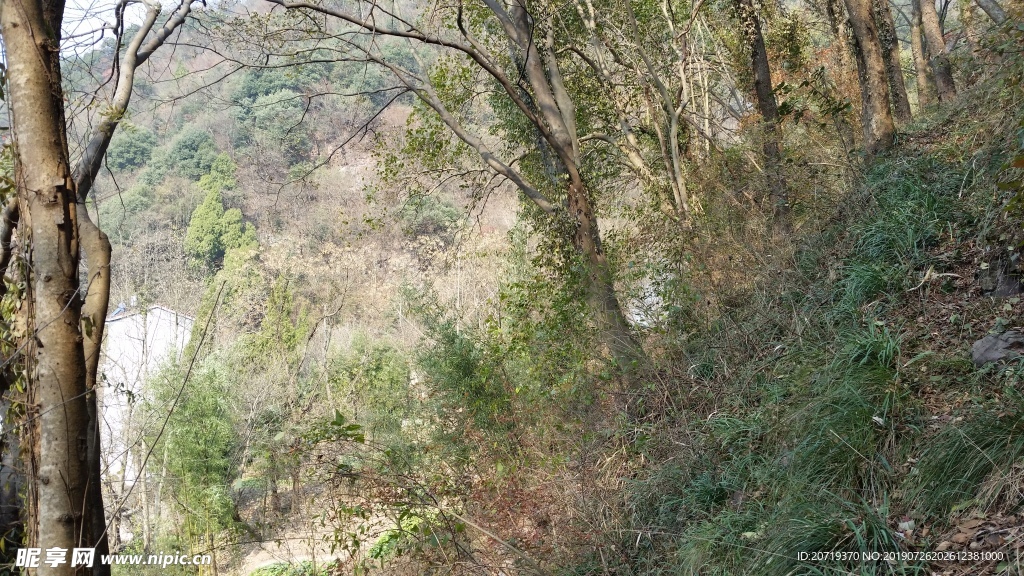 树林