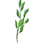 绿色植物树枝