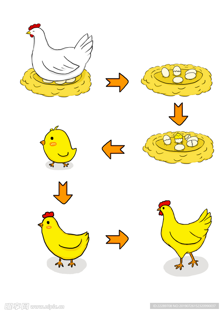 鸡成长图