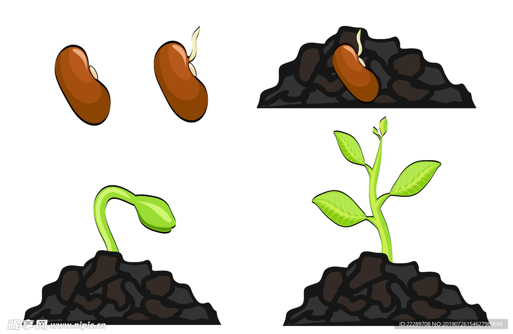 种子发芽成长图