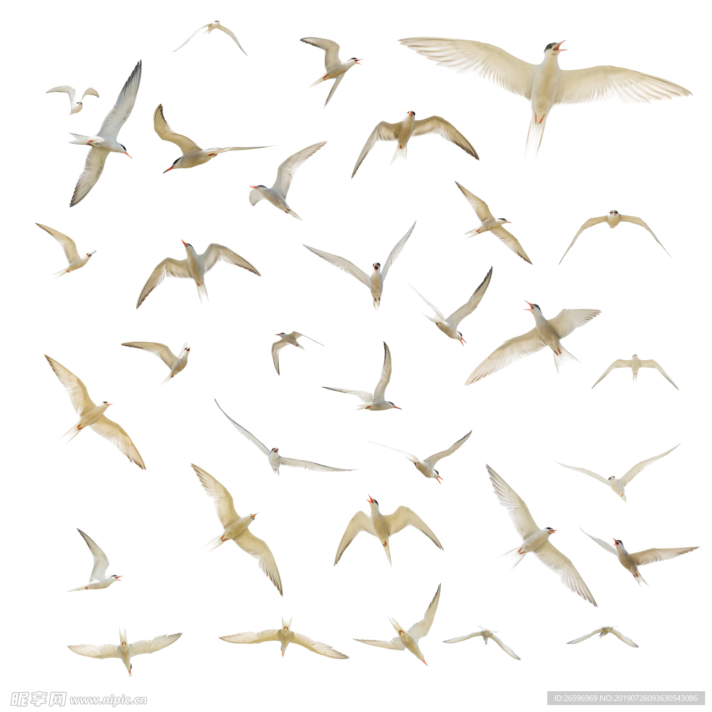 海鸥海燕图片