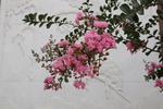 紫薇花