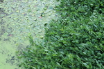 水草