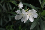 白花夹竹桃