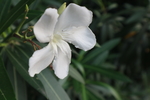 白花夹竹桃