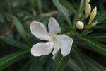 白花夹竹桃